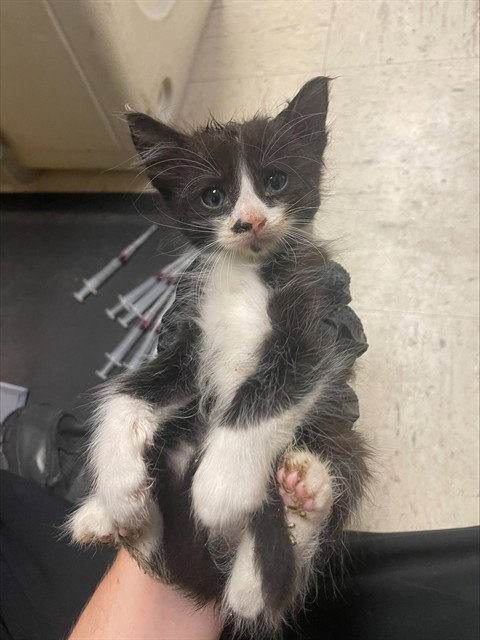 KYLE, a cat for adoption from Animal Protection League/SASF
