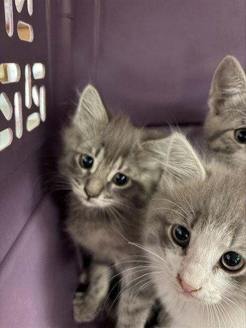A378976, a cat for adoption from Animal Protection League/SASF