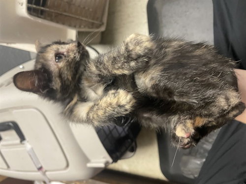 BEGONIA, a cat for adoption from Animal Protection League/SASF