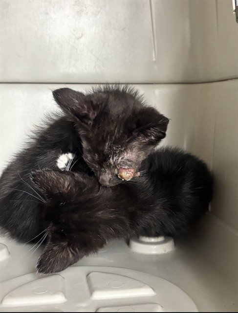 BISCUIT, a cat for adoption from Animal Protection League/SASF