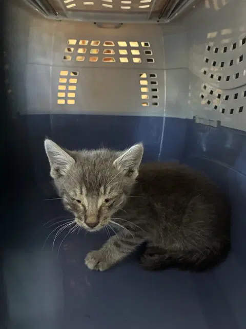 Zinnia - Domestic Short Hair