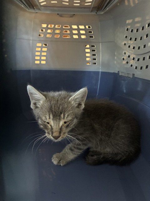 ZINNIA, a cat for adoption from Animal Protection League/SASF