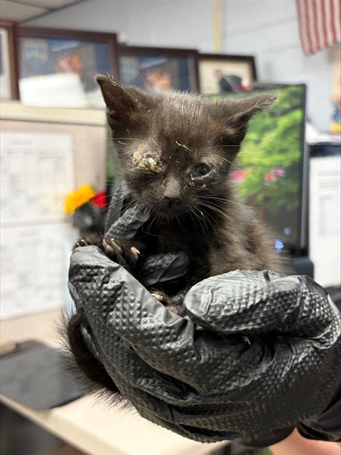 ZIG ZAG, a cat for adoption from Animal Protection League/SASF