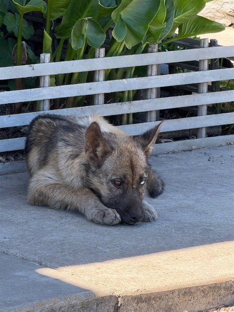 BABY DUKE, a dog for adoption from Animal Protection League/SASF