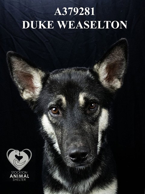 DUKE WEASELTON