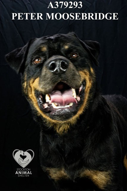 PETER MOOSEBRIDGE, a dog for adoption from Animal Protection League/SASF