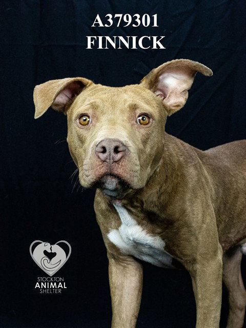 FINNICK