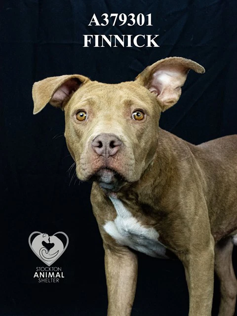 Finnick