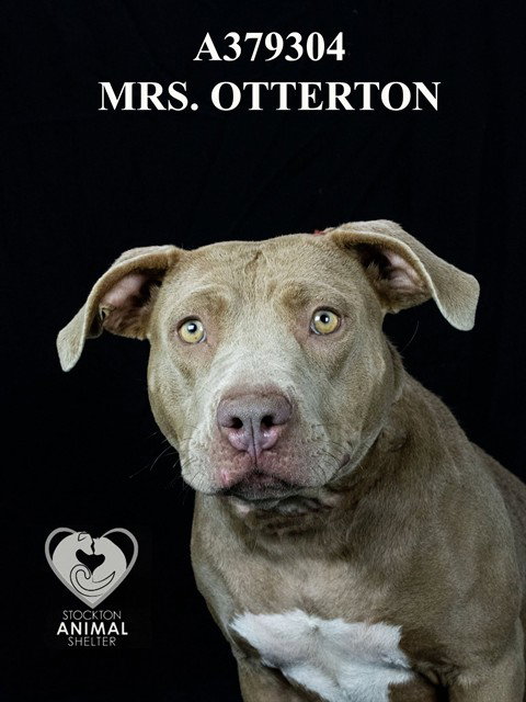 MRS.OTTERTON, a dog for adoption from Animal Protection League/SASF