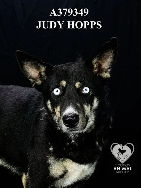 Judy Hopps - Siberian Husky