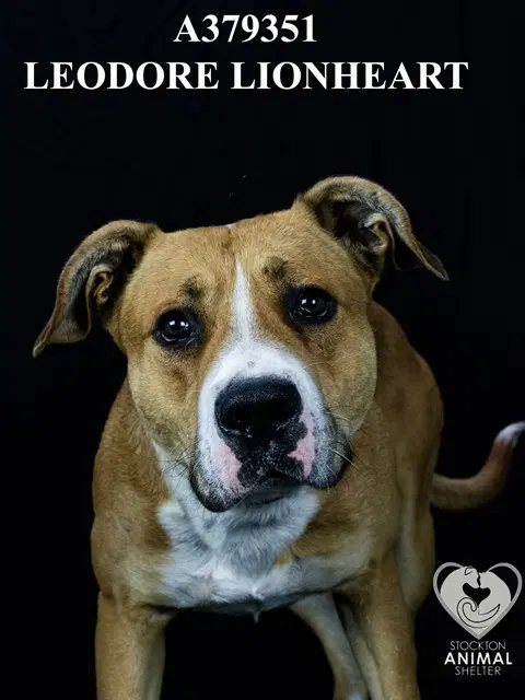 Leodore Lionheart - Pit Bull Terrier