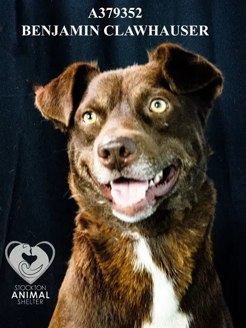 Benjamin Clawhauser - Australian Cattle Dog/Blue Heeler