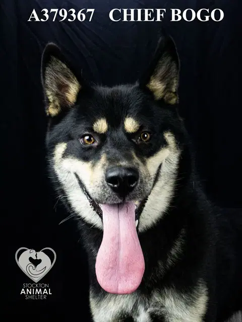 Chief Bogo - Siberian Husky
