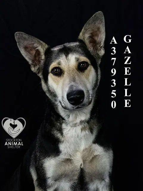 Gazelle image 1