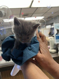 GRAYSON, a cat for adoption from Animal Protection League/SASF