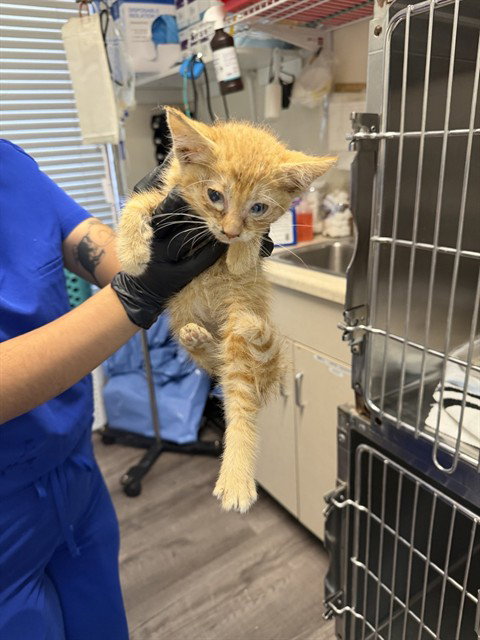GINGER, a cat for adoption from Animal Protection League/SASF