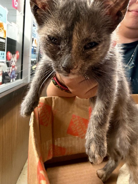 SKITTLES, a cat for adoption from Animal Protection League/SASF
