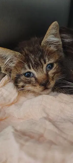 Jacob - Domestic Medium Hair