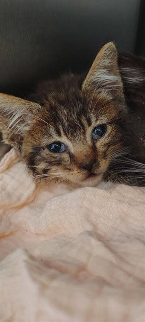 JACOB, a cat for adoption from Animal Protection League/SASF