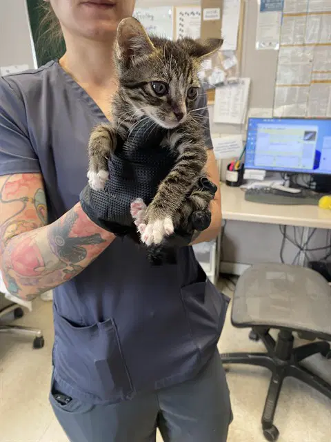Asher - Domestic Short Hair