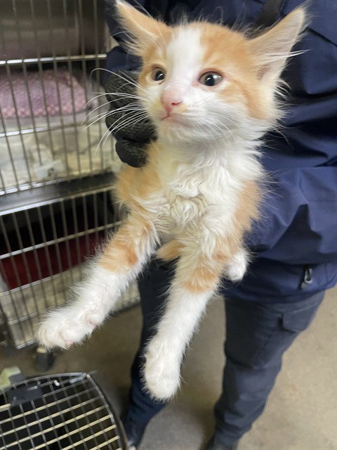 BOOMER, a cat for adoption from Animal Protection League/SASF