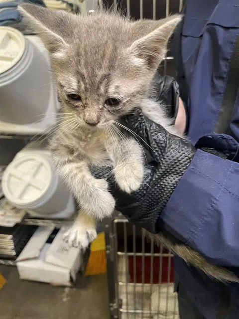 Rocket - Domestic Long Hair