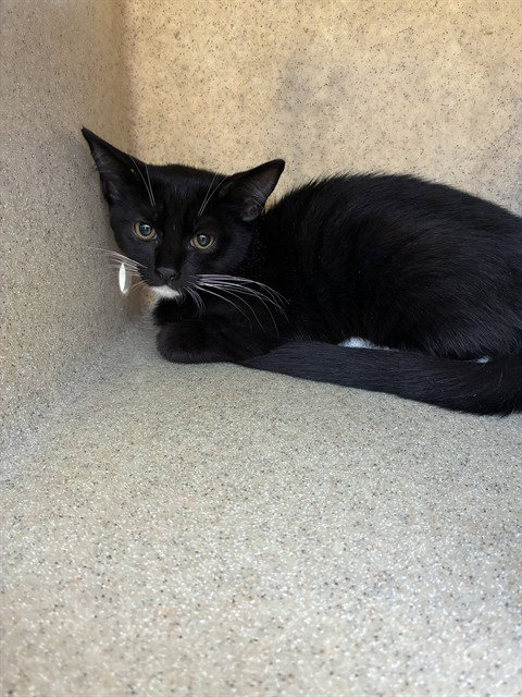 BUBBLES, a cat for adoption from Animal Protection League/SASF