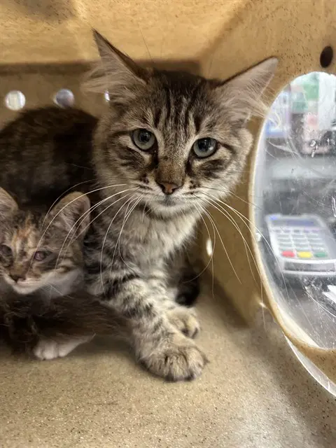Breanna - Domestic Medium Hair