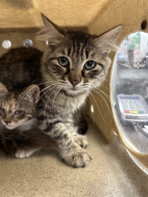 BREANNA, a cat for adoption from Animal Protection League/SASF