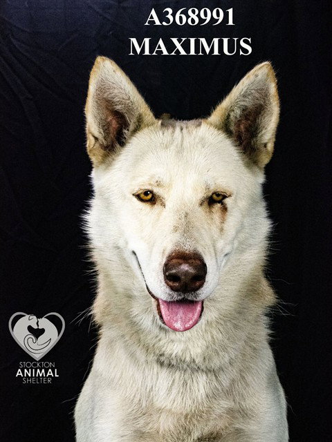 MAXIMUS, a dog for adoption from Animal Protection League/SASF