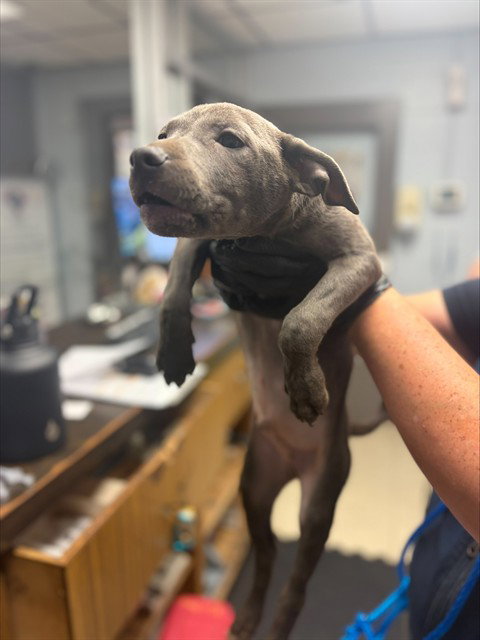 SCRAPPY, a dog for adoption from Animal Protection League/SASF