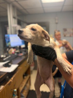 VELMA, a dog for adoption from Animal Protection League/SASF