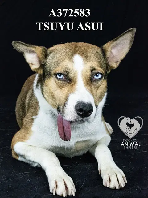 Tsuyu Asui - German Shepherd Dog