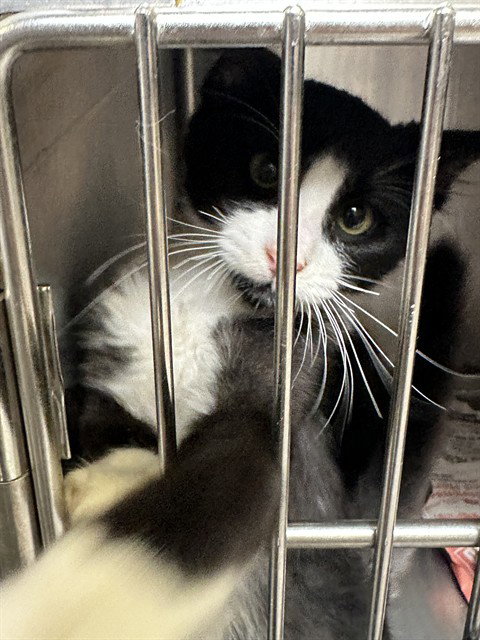 LOUIE, a cat for adoption from Animal Protection League/SASF