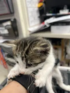 Felix - Domestic Medium Hair