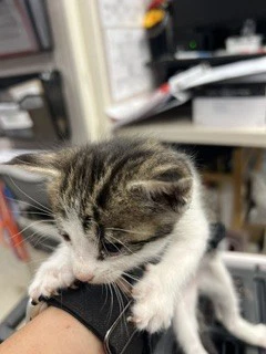 Felix