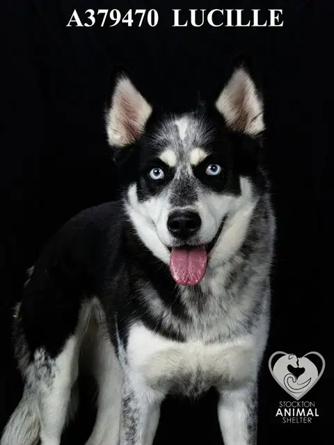 Lucille - Siberian Husky