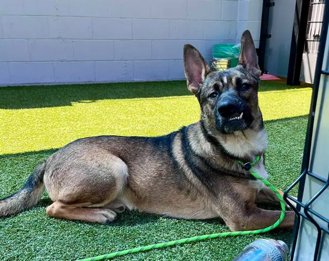 Tej - German Shepherd Dog
