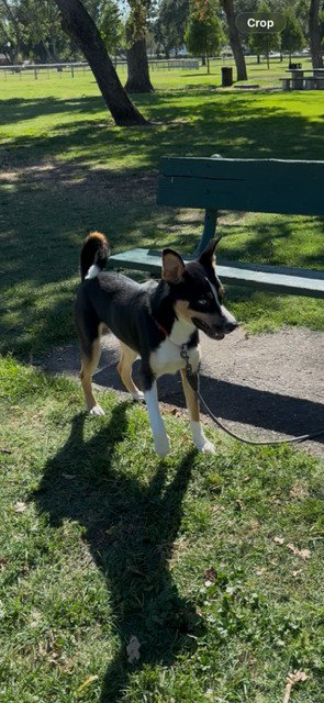 DOMINIC, a dog for adoption from Animal Protection League/SASF