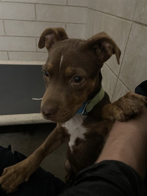 MOCHA