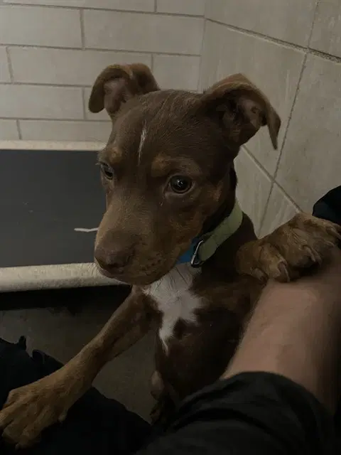 Mocha - Pit Bull Terrier
