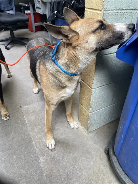 Xena - German Shepherd Dog