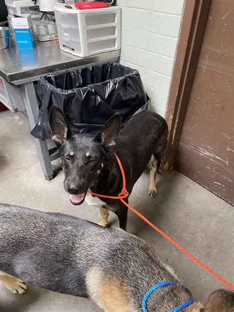 China - German Shepherd Dog
