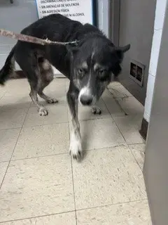 Barney - Siberian Husky