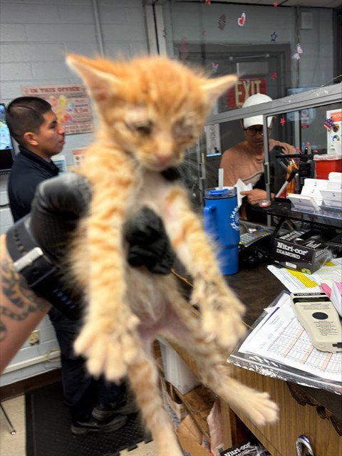A377508, a cat for adoption from Animal Protection League/SASF