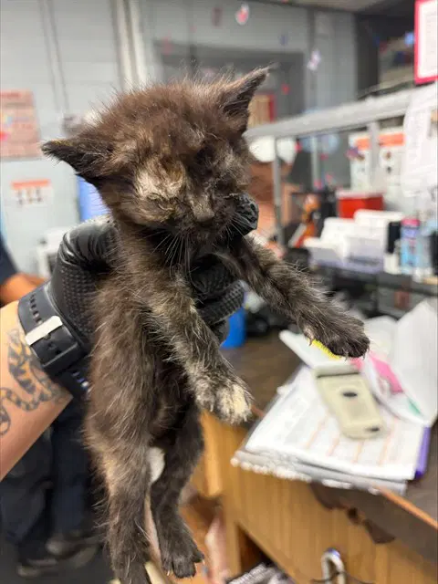 Unknown - Domestic Short Hair