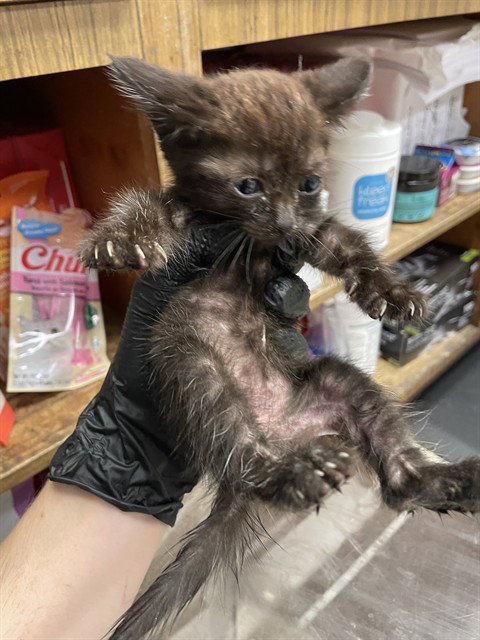 EBONY, a cat for adoption from Animal Protection League/SASF