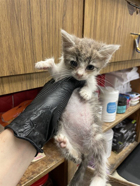 SQUIRT, a cat for adoption from Animal Protection League/SASF