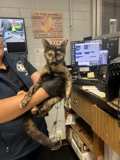 CALLIE, a cat for adoption from Animal Protection League/SASF