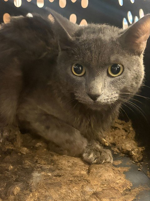 SILVER, a cat for adoption from Animal Protection League/SASF